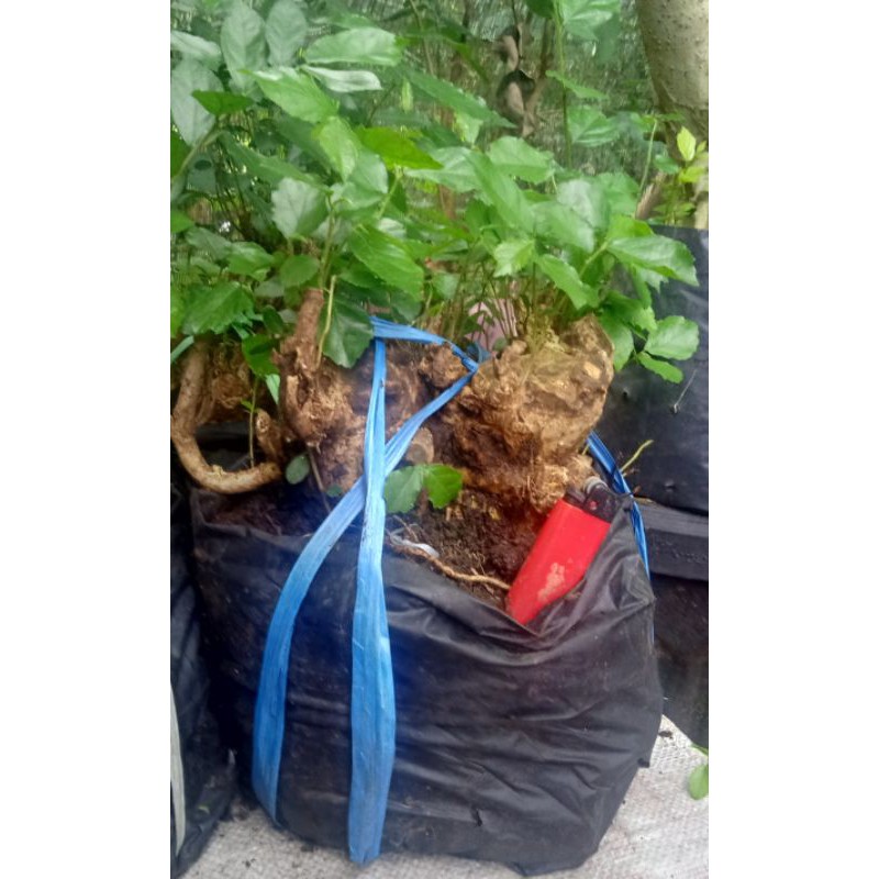 bonsai serut ( bahan)