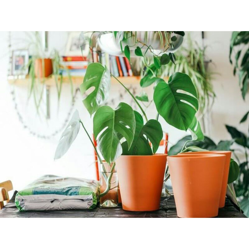 Monstera king Remaja