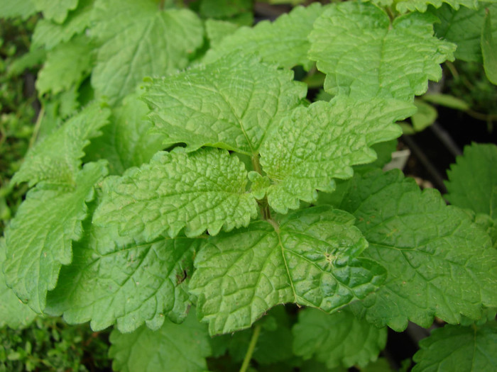 Haira Seed BIbit-Biji Lemon Balm