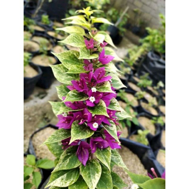 Bibit Tanaman Hias Bunga Bougenville Singapore Jewel Ungu Original