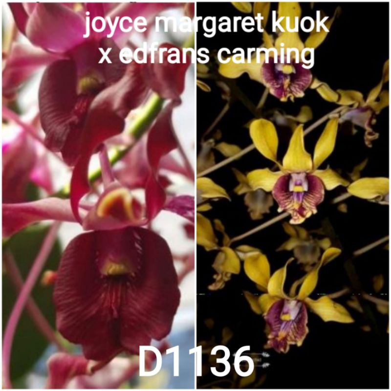 ANGGREK DENDROBIUM KERITING, REMAJA, ID BANYAK