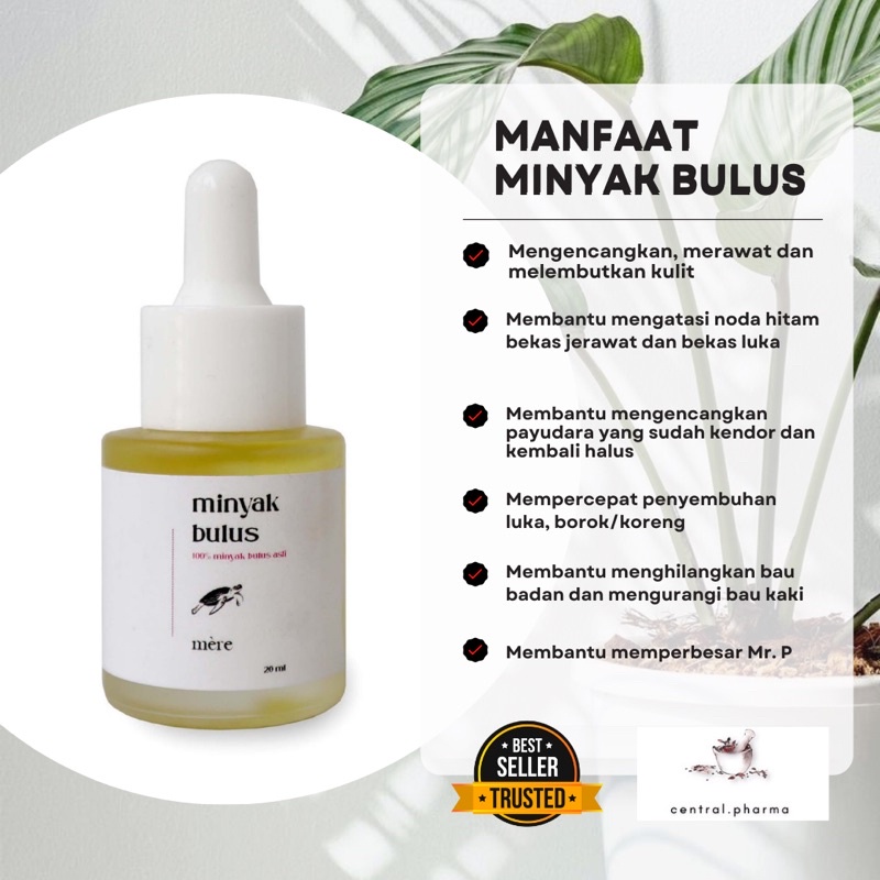 MINYAK BULUS ORIGINAL asli papua pembesar payudara mengencangkan massage oil wanita pria aman