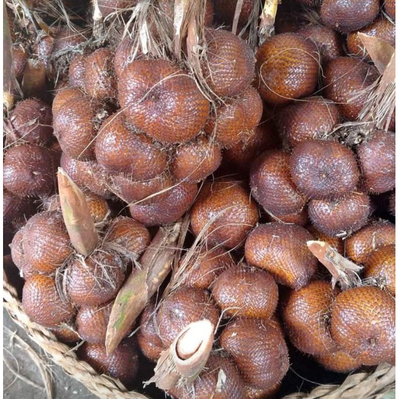 Salak Bali Asli bali Salak Kualitas Super 1 kg