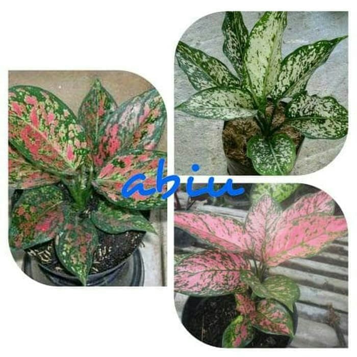 Bibit Bunga Aglonema Paketan (Venus - Snow White - Ruby Valentine)