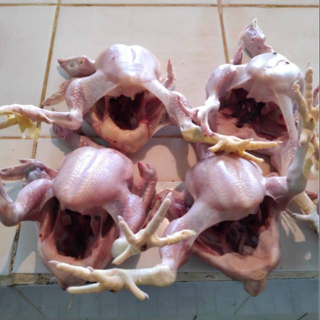 

AYAM NEGRI FRESH