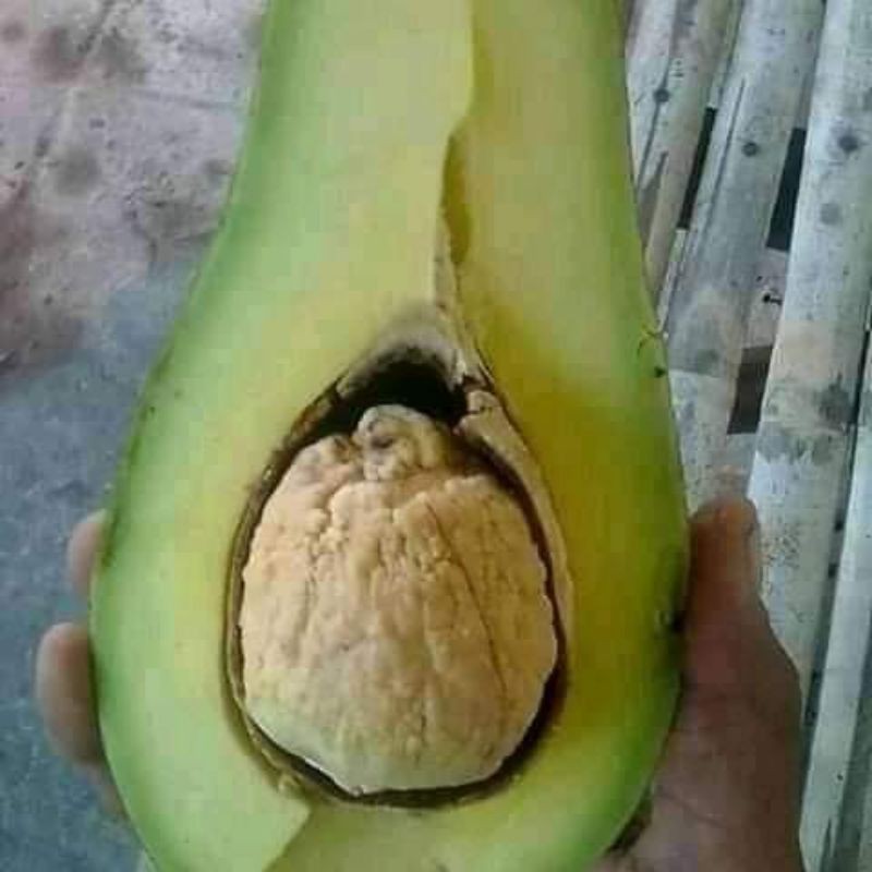 Bibit alpukat aligator cepat berbunga