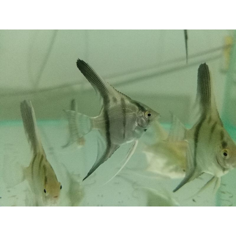 ikan manfish altum peruvian