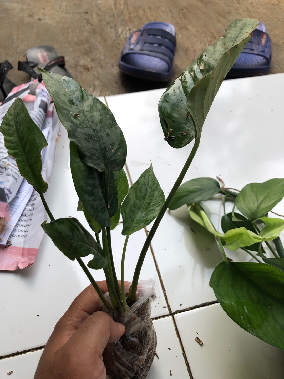 Homalomena Totol Putih