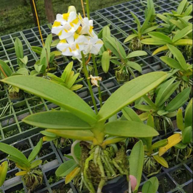 Anggrek paket 8 doritis pulcherima plus bonus