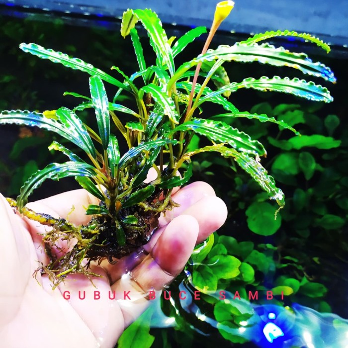 bucephalandra sp king crocodile