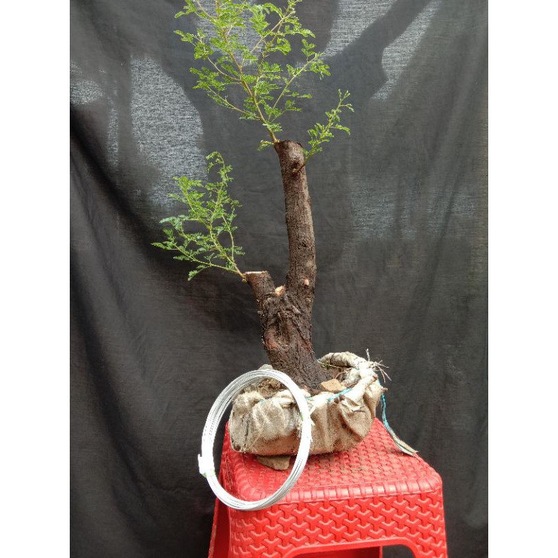 bahan bonsai arabika free kawat bonsai