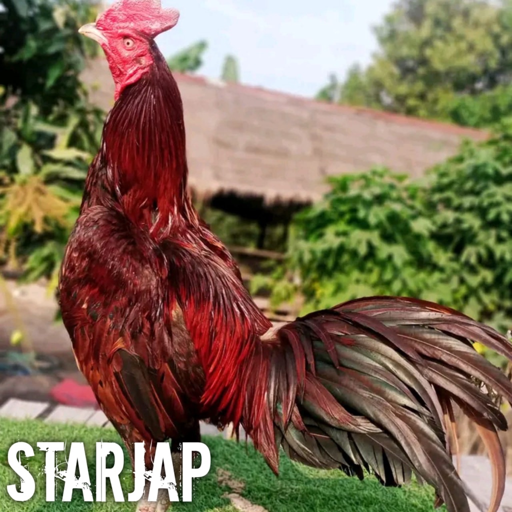 ayam bangkok asli telur fertil pama ninja