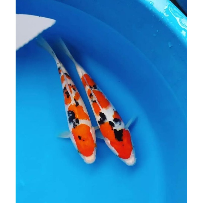 ikan koi sanke Blitar size 25-30cm