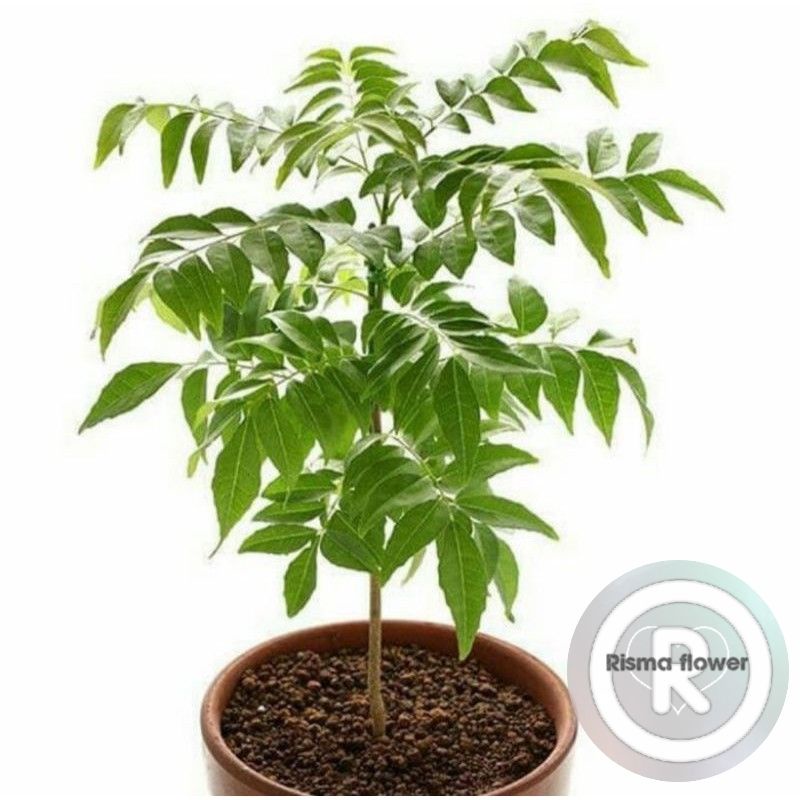 POHON KARI / BIBIT TANAMAN KARI