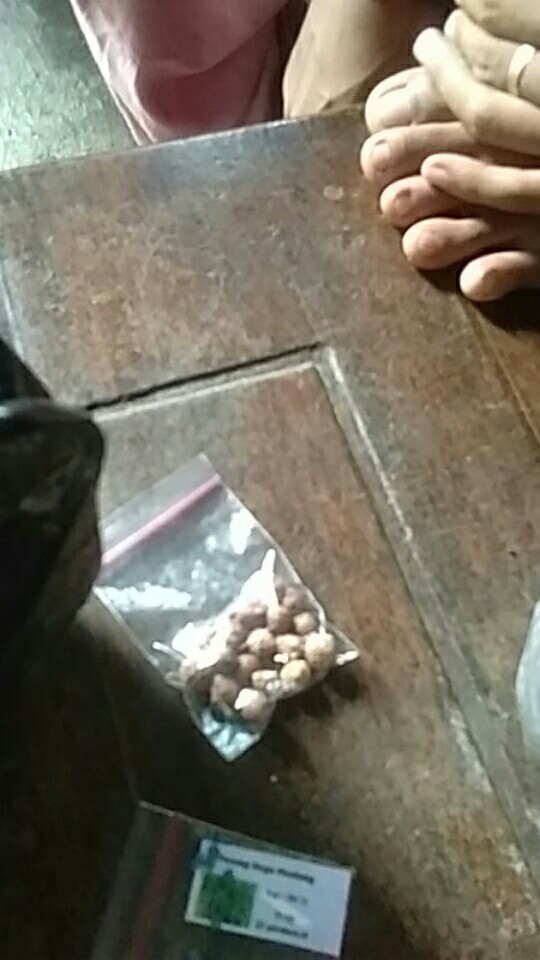 10 Benih Biji Pohon Bidara Arab