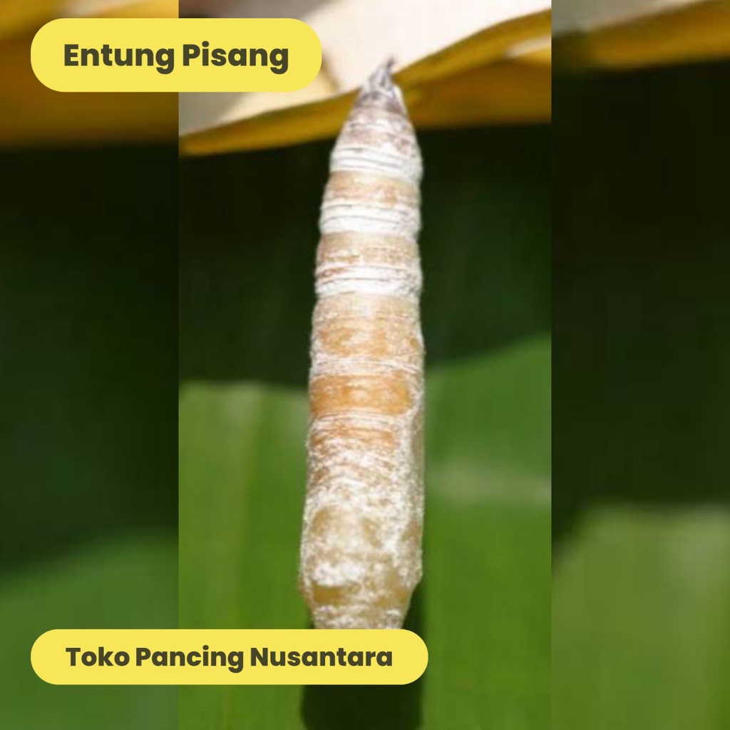 ENTUNG PISANG / KEPOMPONG ULAT DAUNPISANG UMPAN PANCING