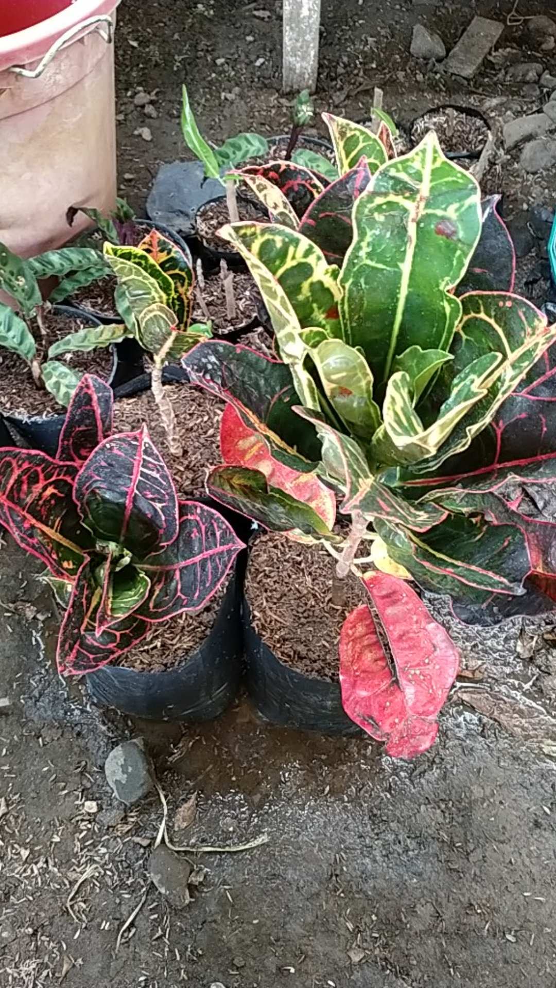 Tanaman Hias Puring Kura Kura Medium