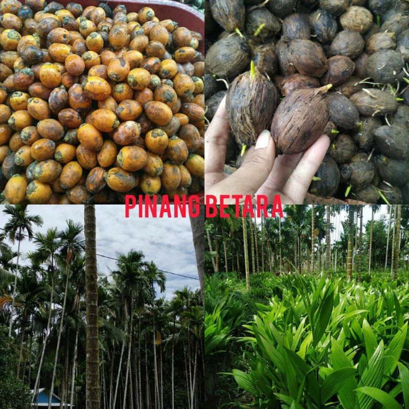 BIBIT PINANG UNGGUL ATAU BIBIT PINANG BETARA