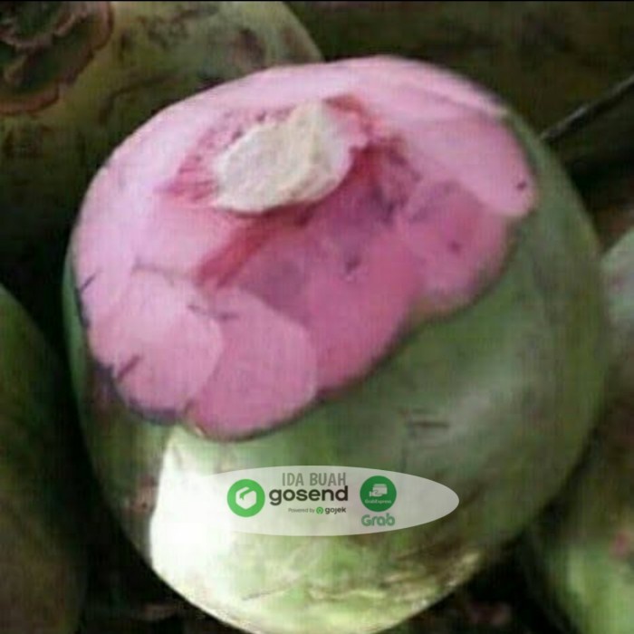 

DEGAN IJO/DEGAN SABUT MERAH/DEGAN OBAT/KELAPA WULUNG (BERKUALITAS)