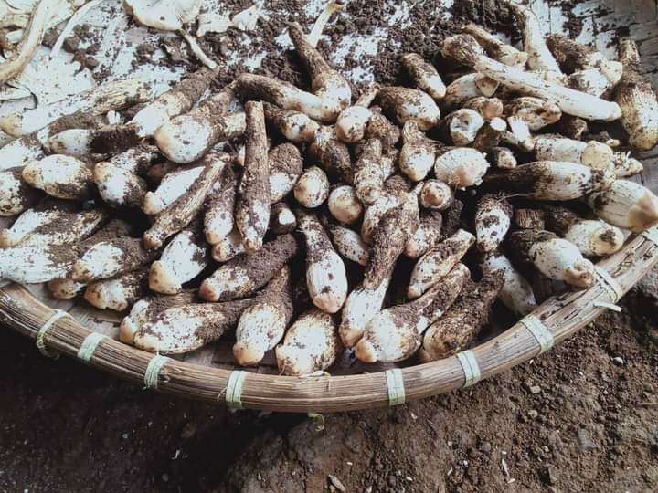 Tempat Makanan Green Leaf By Sunday Sophie Martin Paris