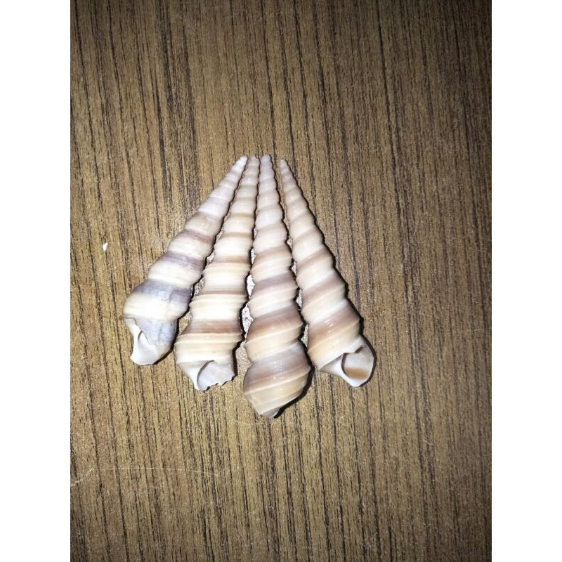 

CANGKANG KEONG BOR per /pcs