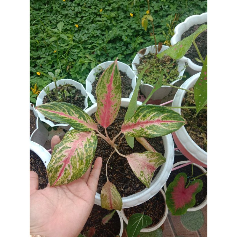 aglaonema butterfly