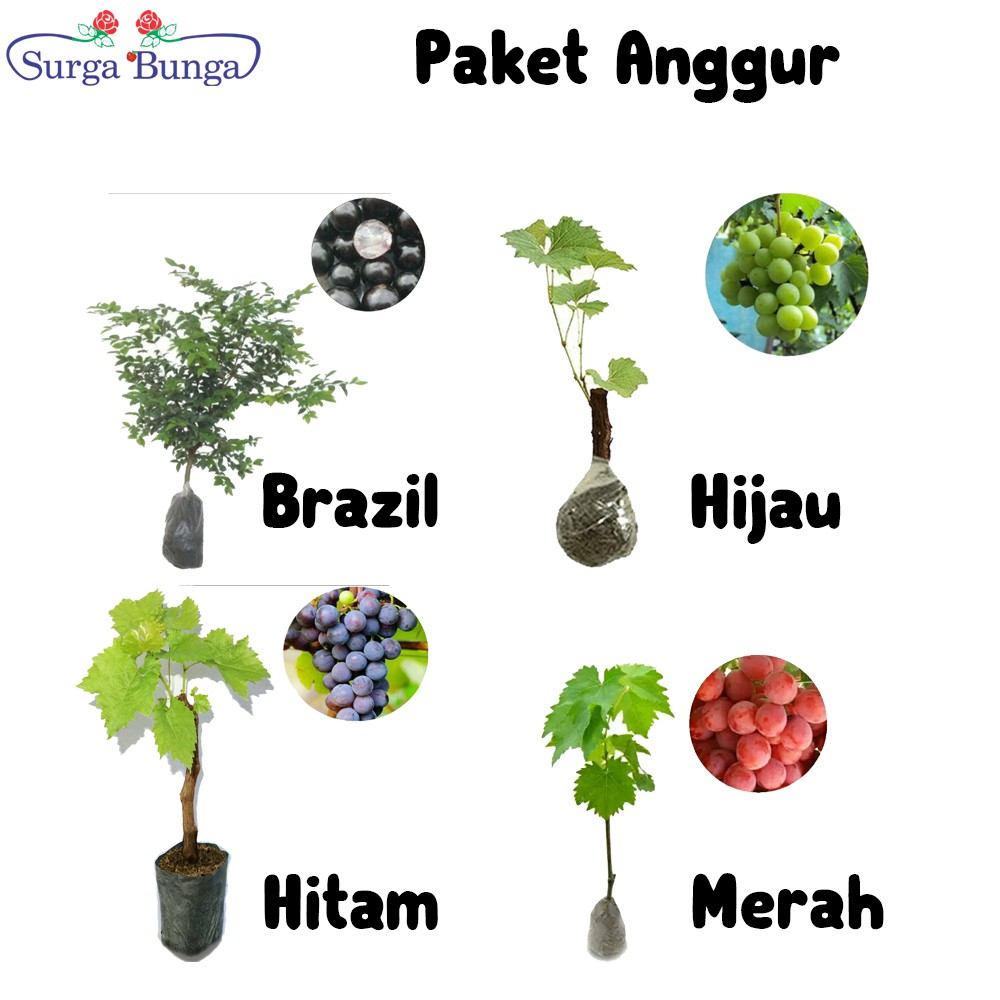 Paket 4 Bibit Buah Anggur (pohon brazil, hitam, merah, hijau) BONUS bibit strawberry california