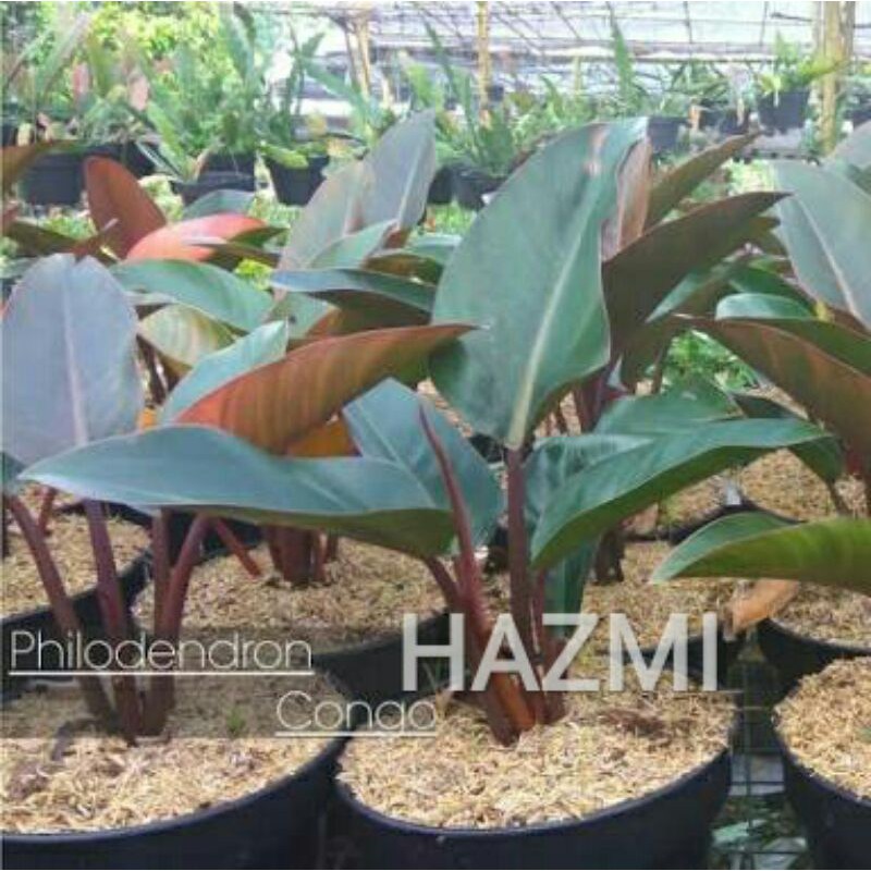 Tanaman Hias Philodendron Red Congo 。 Philo Red congo