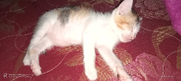 Sepatu Pantofel D21 2 Kantor Cewek Wanita Karir Termurah Kulit Sintetis Terlaris