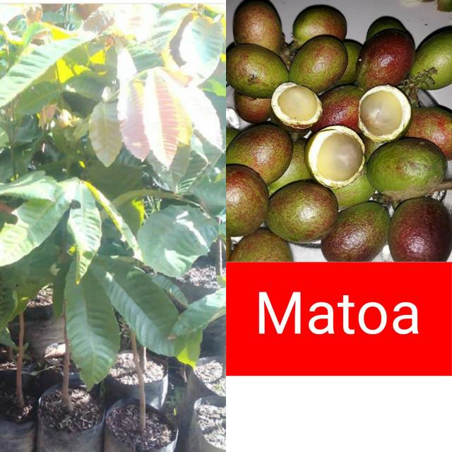 Bibit Matoa Unggul