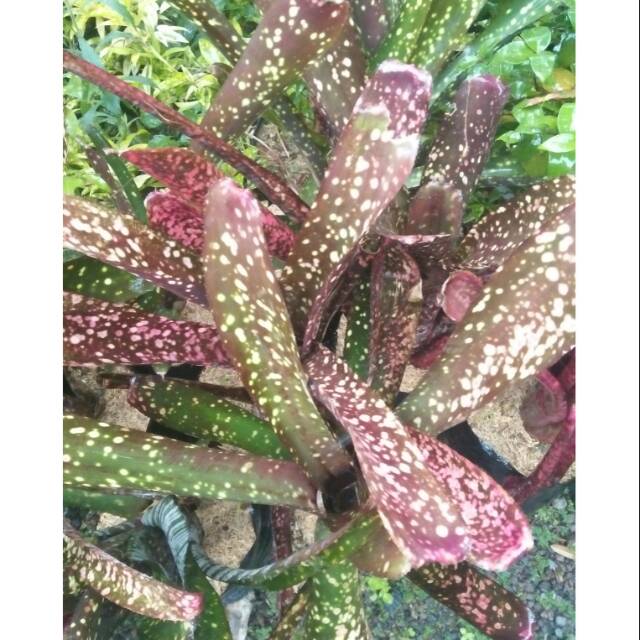 

Bromelia burgundi biilbegia