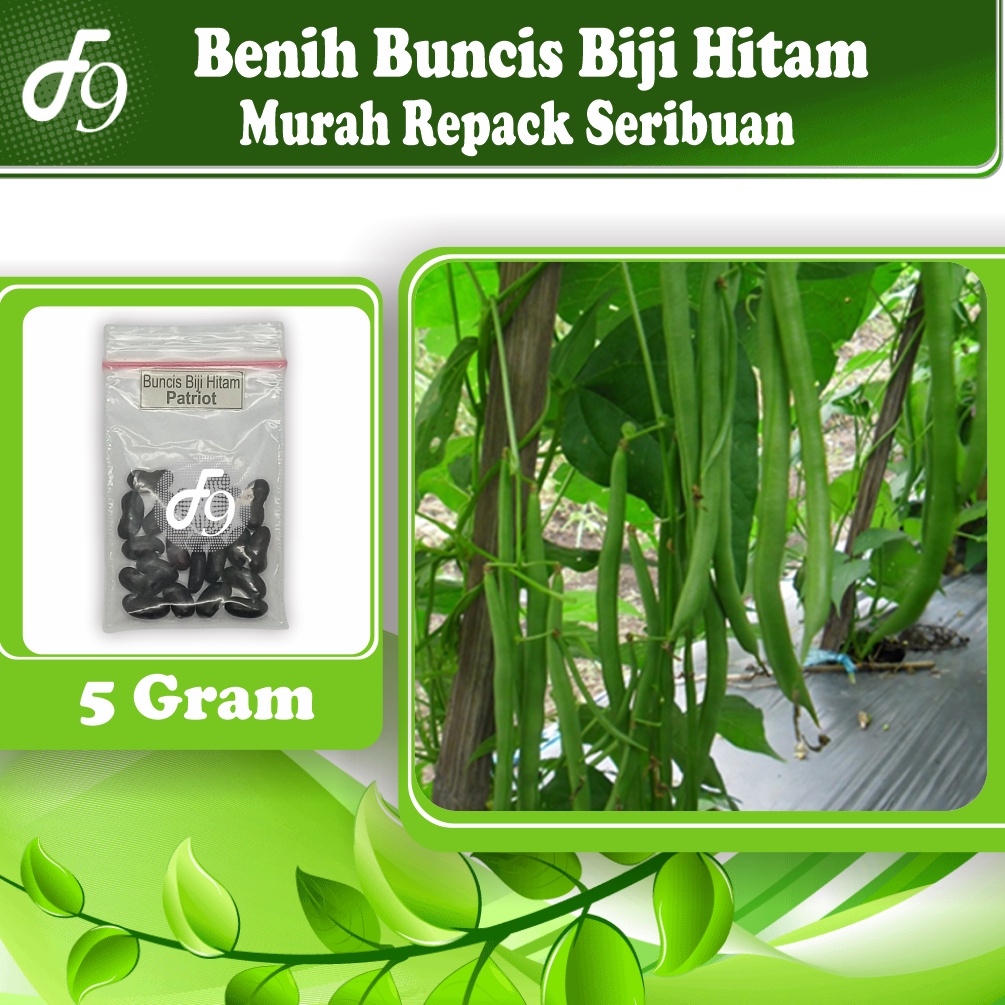 Benih Buncis Biji Hitam Murah Repack Seribuan