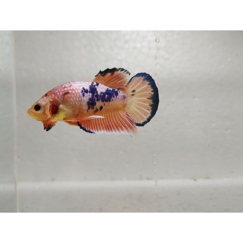 

cupang fancy