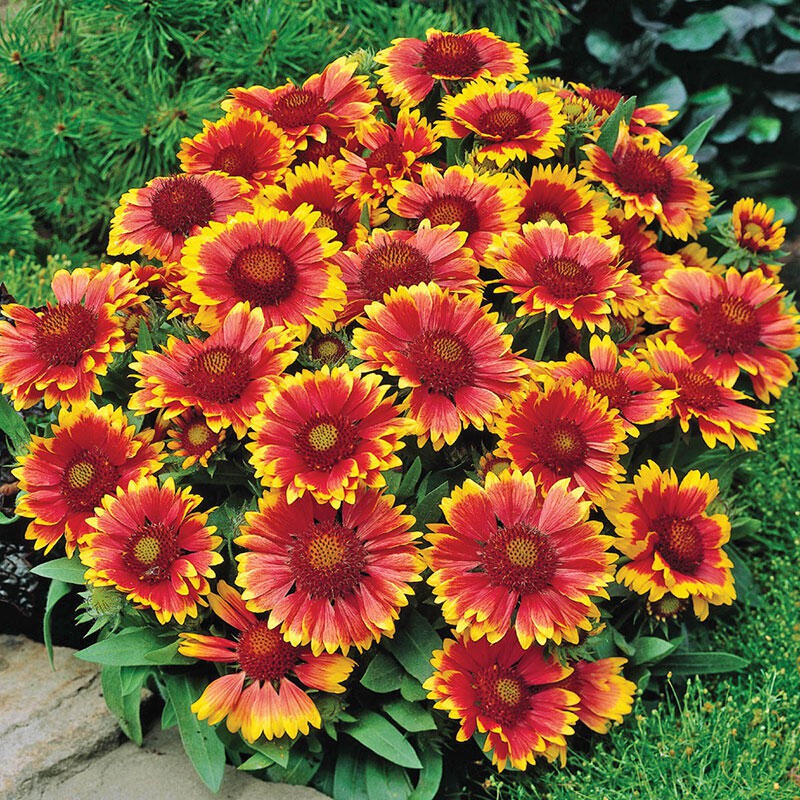 Benih Bibit Biji - Bunga Gaillardia Goblin Blanket Flower Seeds - IMPORT