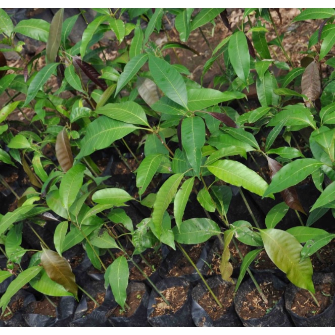 Bibit Mangga Seedling