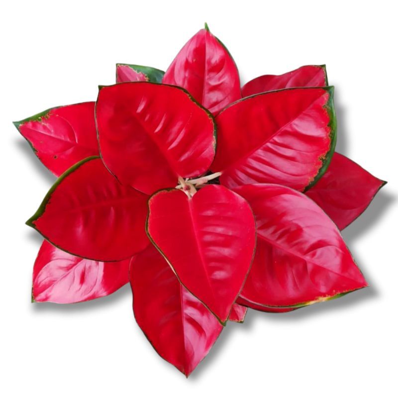 Aglaonema suksom jaipong / Aglonema suksom jaipong florist nursery / Aglonema suksom jaipong (Tanama