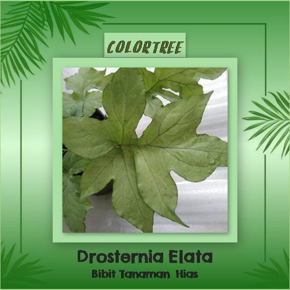 Bibit Tanaman Hias Dorstenia Elata ( Anthurium Konde ) Putih