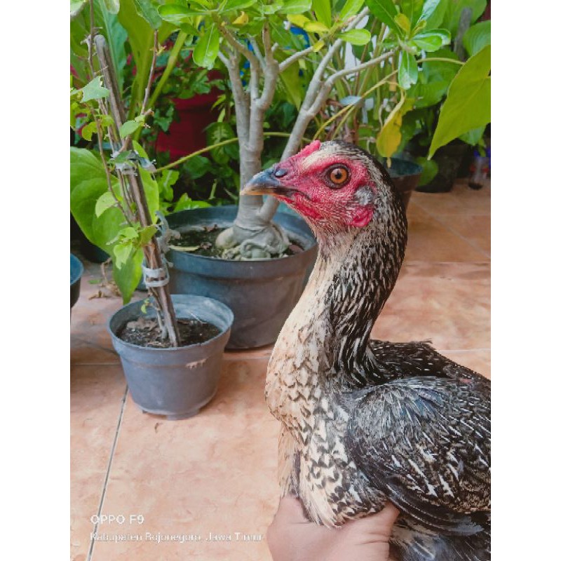 

Telur Ayam Pamagon