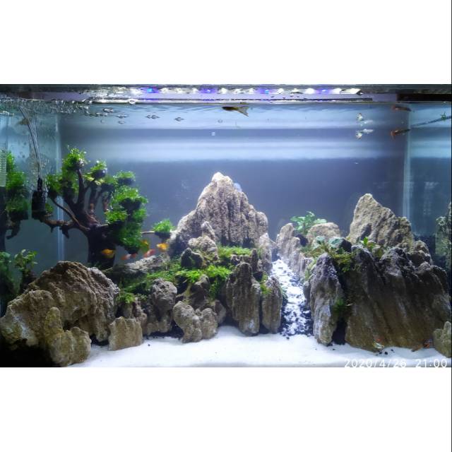 Jasa Design Aquascape Ukuran 60 Cm Shopee Indonesia