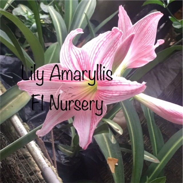 Bunga Lily Amaryllis Warna Pink Tanaman Shopee Indonesia