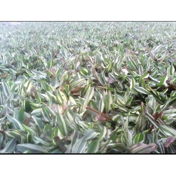 Rumput Gajah Mini Varigata