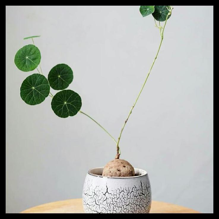 Bibit Tanaman Stephania Erecta /Caudex