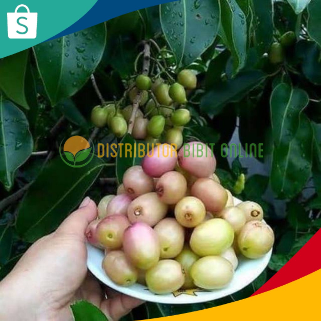 Bibit Tanaman Juwet Putih bibit okulasi majalengka