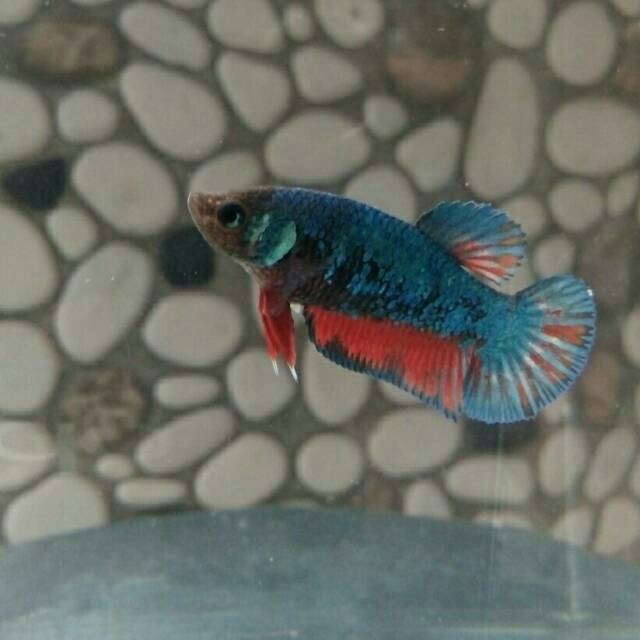 Ikan Cupang Betina Avatar Bahanan