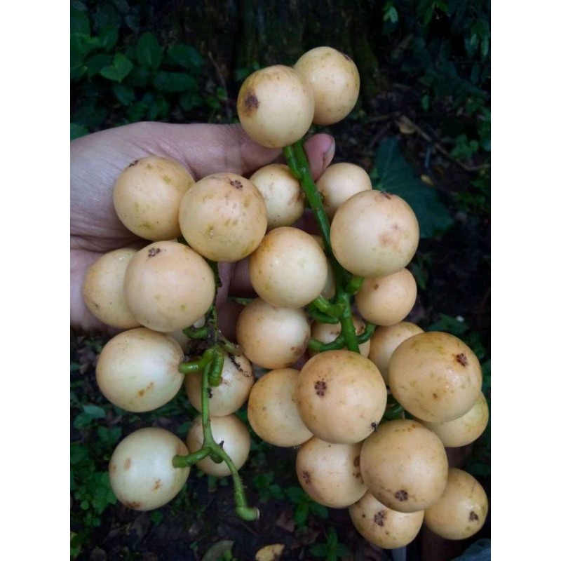 

BUAH MENTENG PUTIH SEGAR 1 KG
