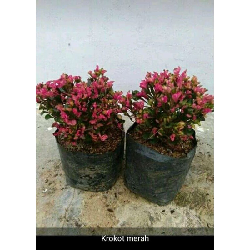 bibit kroto merah