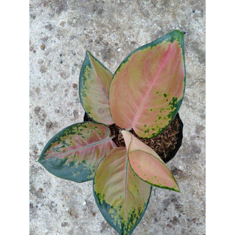 Bunga aglonema sultan Brunei