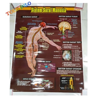 Jual CARTA SISTEM SARAF MANUSIA / POSTER SISTEM SARAF MANUSIA / GAMBAR
