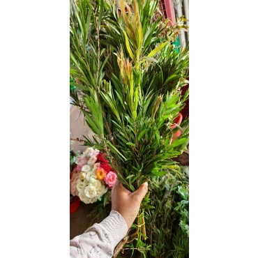 Daun sikat botol/daun kayu putih (daun potong segar)