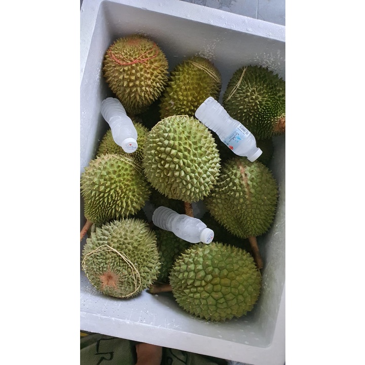 

Durian Blackthron / Durain manis/ Durian terbatas/Blackthron/Durian Hitam